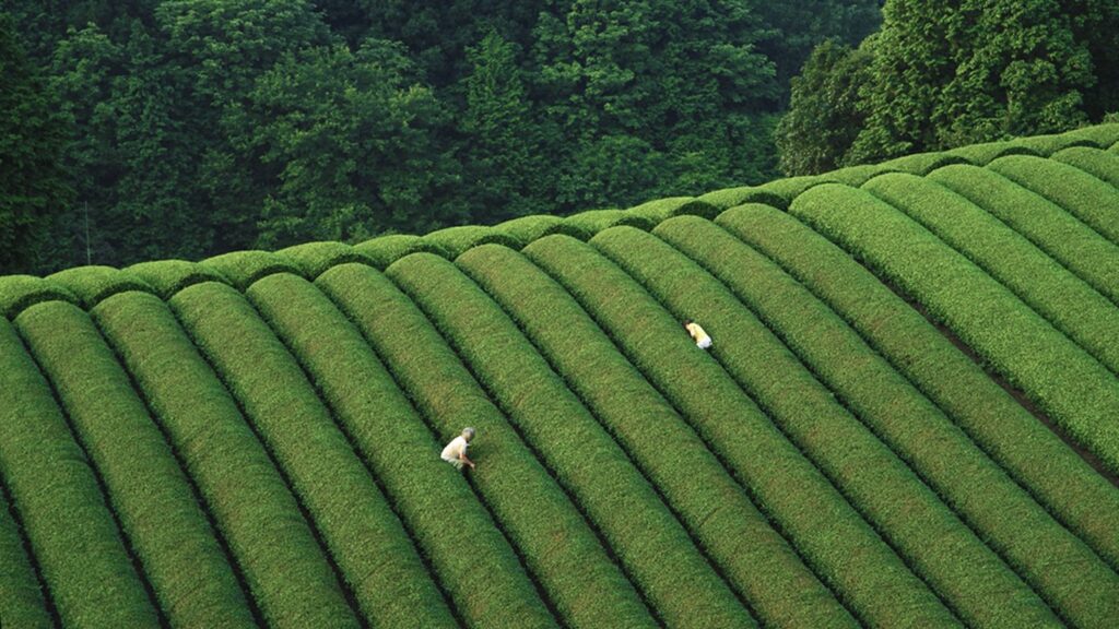 مزرعه چای ماچا